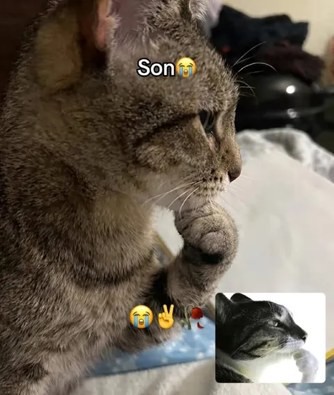 Son Crying Cat Comparison