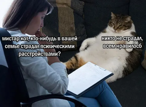 Кот на сеансе у психолога