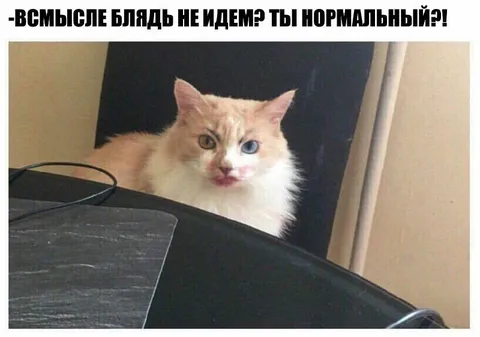 Кот не понимает предложение