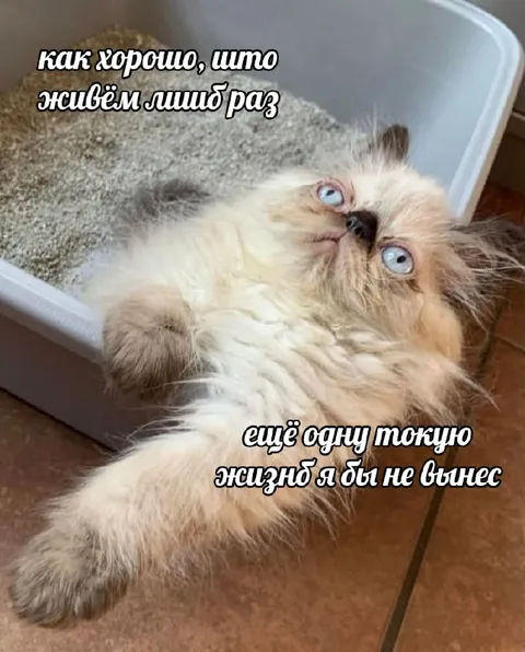 Кот не выдержит вторую жизнь