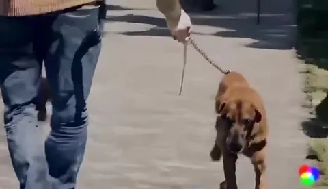 Щенки под агрессивную музыку