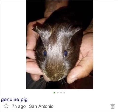 Genuine Pig Rat Mix-Up