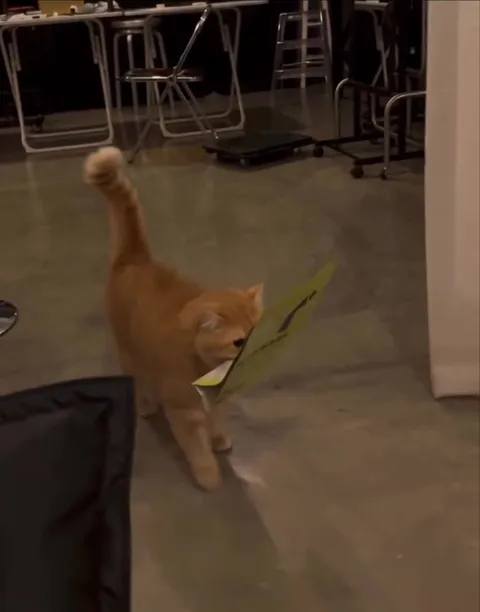 Cat Delivers a Package