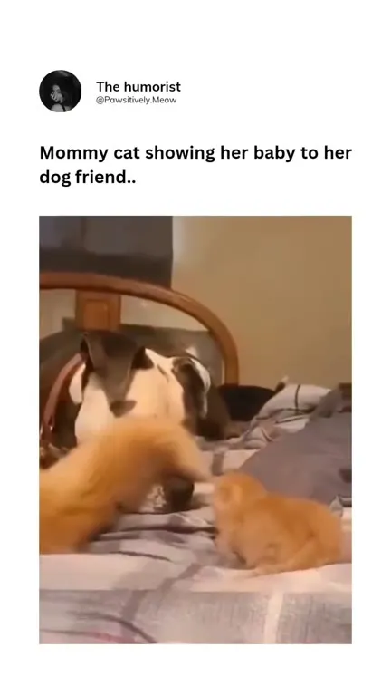 Mommy Cat Meets Dog Friend
