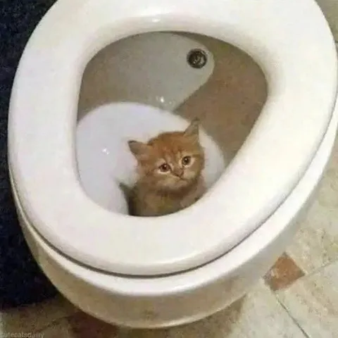 Котёнок в унитазе