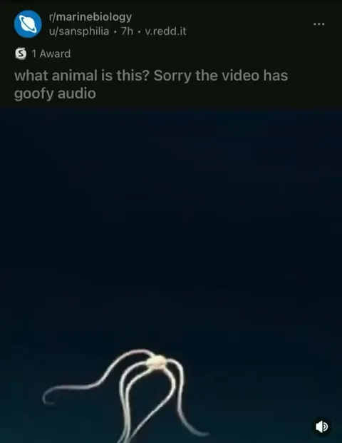 What Animal Is This?