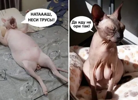 Кот просит принести трусы