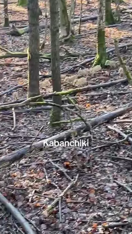 KabanChiki в лесу