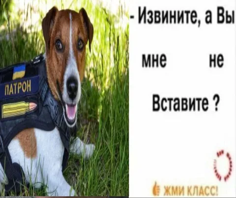 Патрон просит вставить