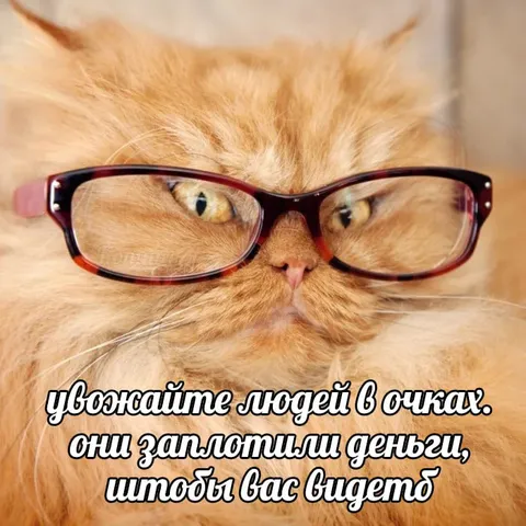Кот в очках видит людей