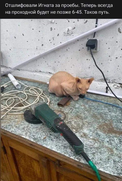 Кота отшлифовали за проебы