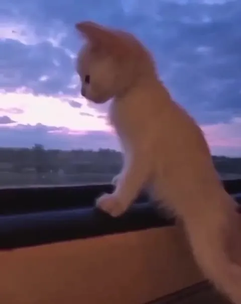 Кот смотрит в закат