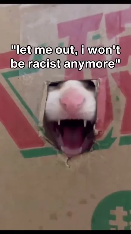 Cat Promises Not to Be Racist
