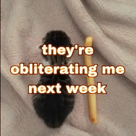 They're Obliterating Me Next Week