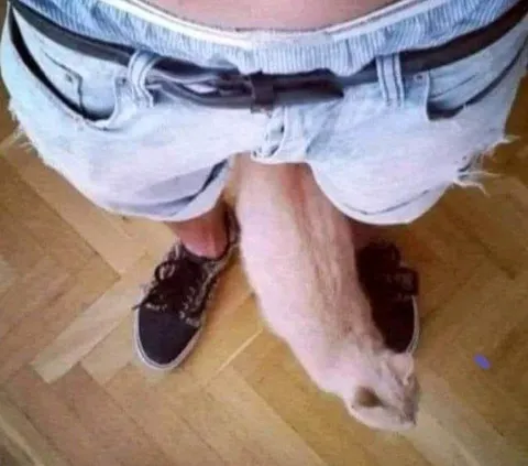 Кот между ног