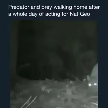 Predator and Prey Walk Home