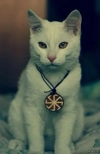 Супер-кот желает доброго утра