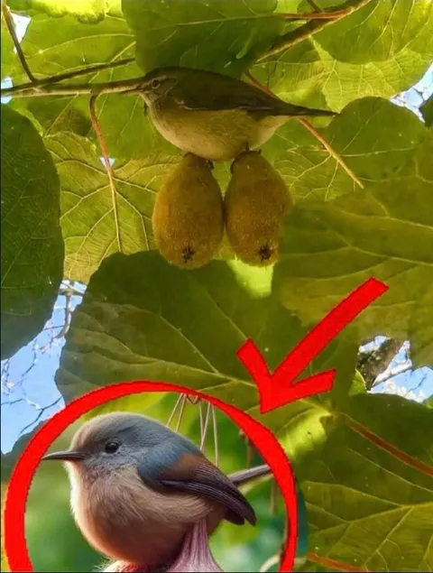 Птица среди киви
