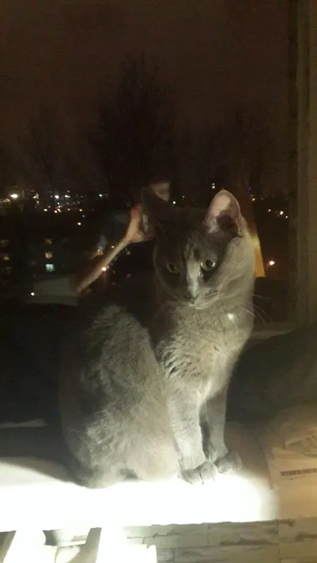 Кот у ночного окна