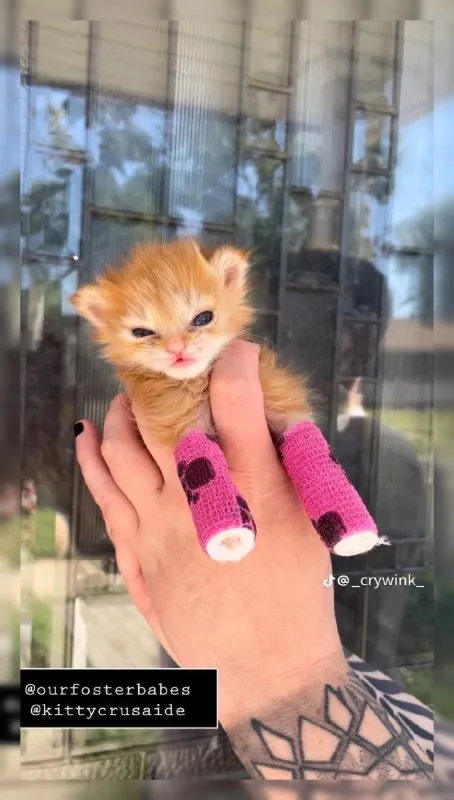 Котёнок с забинтованными лапками