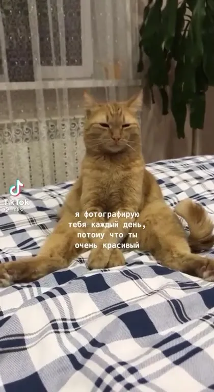 Кот, которого фотографируют каждый день