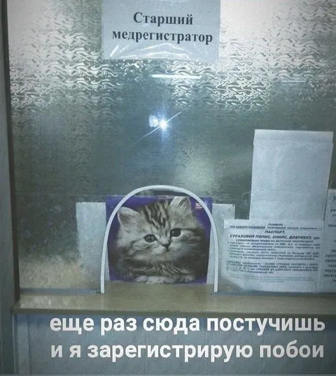 Кот-медрегистратор угрожает побоями