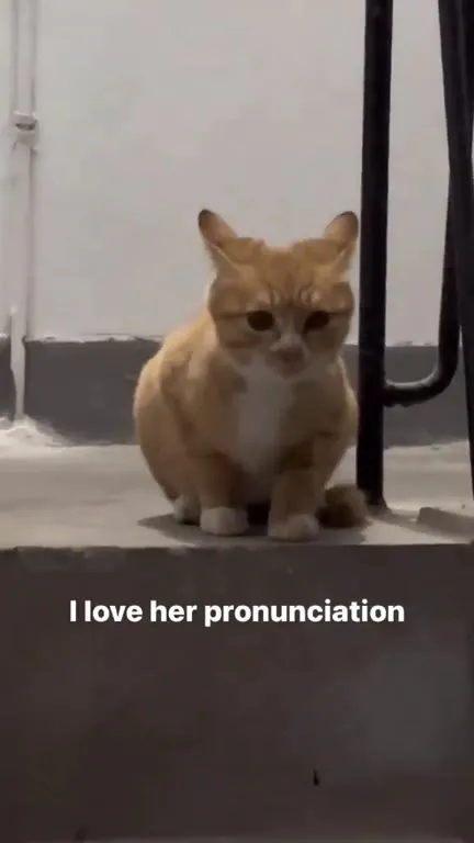 Cat Loves Her Pronunciation
