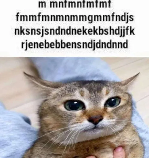 Кот печатает бессвязный текст