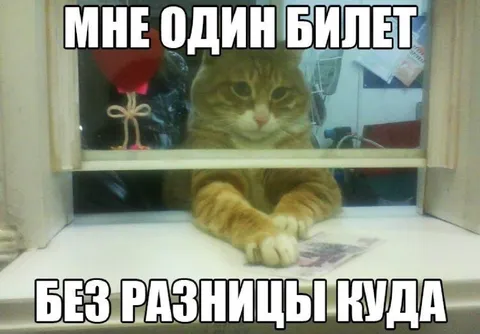 Кот просит один билет