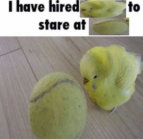 Bird Hired to Stare at Potato