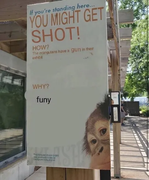 Orangutans Have a Gun