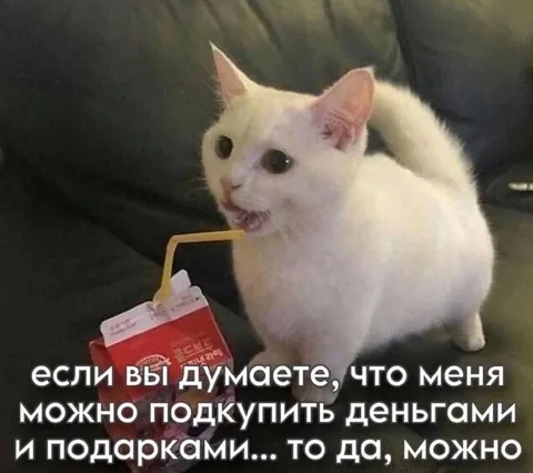 Кота можно подкупить подарками