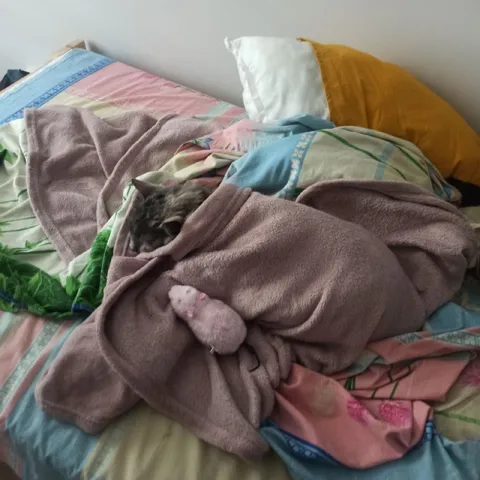Котёнок притворяется зайчиком