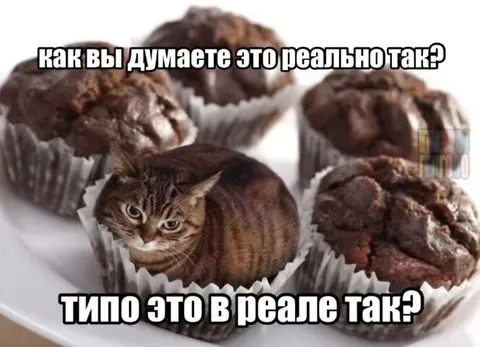 Кот среди шоколадных маффинов