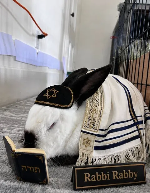 Rabbi Rabby the Donkey