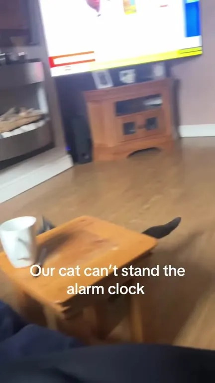 Cat Attacks the Alarm Clock