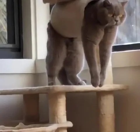 Кот застрял в когтеточке