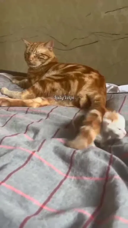 Кошка шлёпает котёнка хвостом