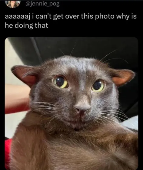 Why Is He Doing That Cat