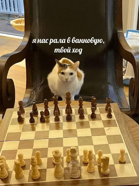 Кот за шахматной доской