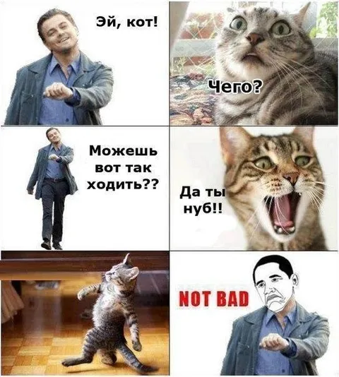 Кот научился ходить как человек