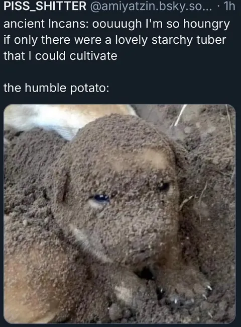 The Humble Potato