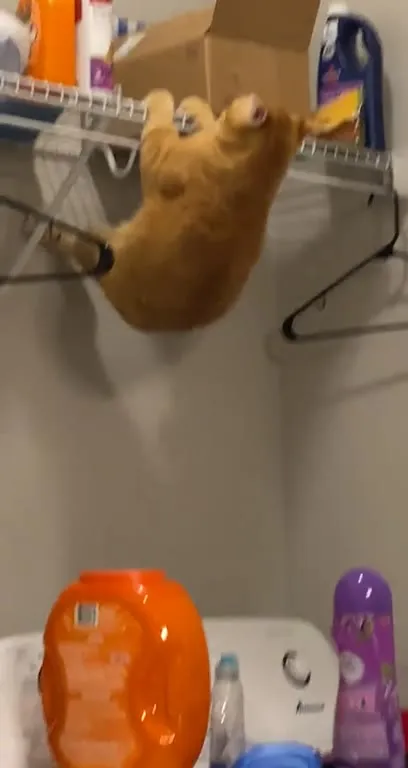Кот сорвался с полки