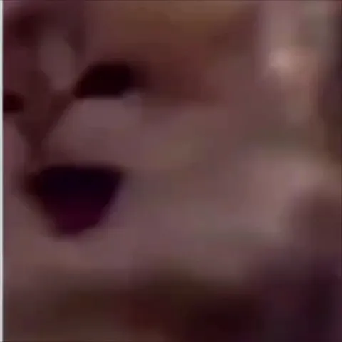 Fake Then Real Cat Reveal