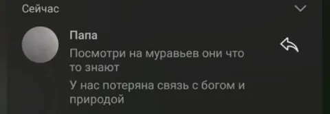 Папа про муравьёв и связь с богом