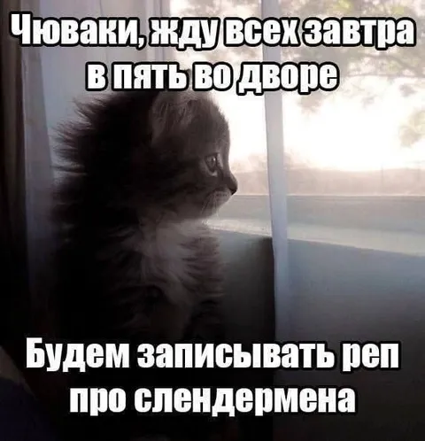 Кот зовёт записывать рэп