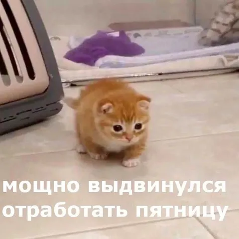 Котёнок отработал пятницу