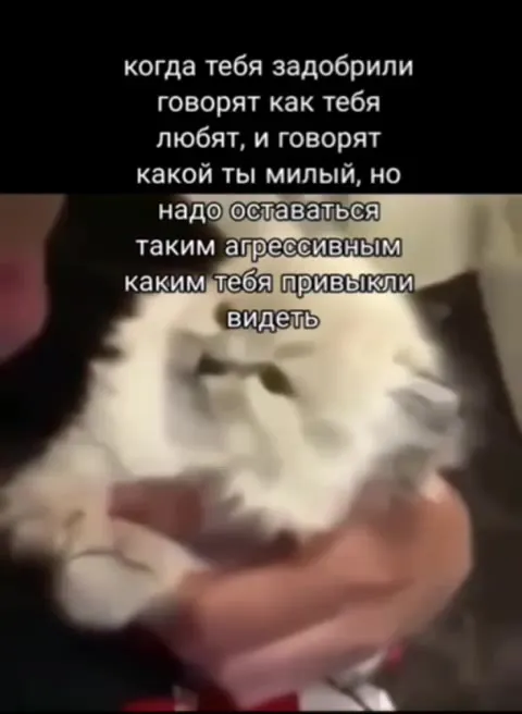 Оставаться агрессивным котом