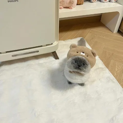Котёнок в шапке медведя