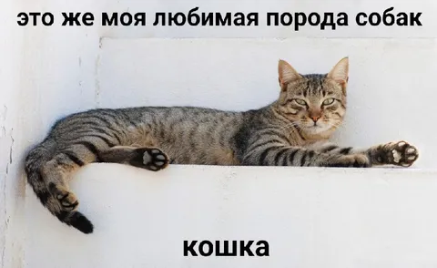 Любимая порода собак — кошка